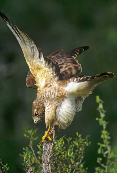 TX, McAllen Wild red-shouldered hawk stretching